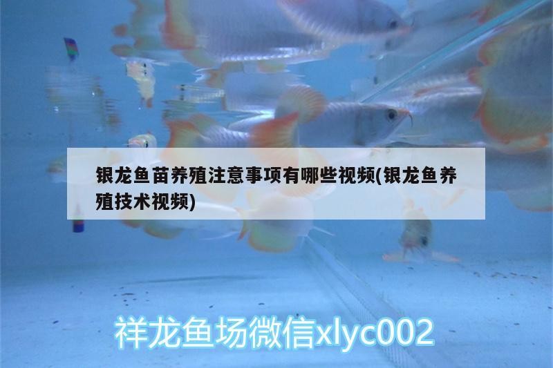 銀龍魚苗養殖注意事項有哪些視頻(銀龍魚養殖技術視頻) 銀龍魚苗養殖注意事項有哪些視頻(銀龍魚養殖技術視頻) 銀龍魚百科