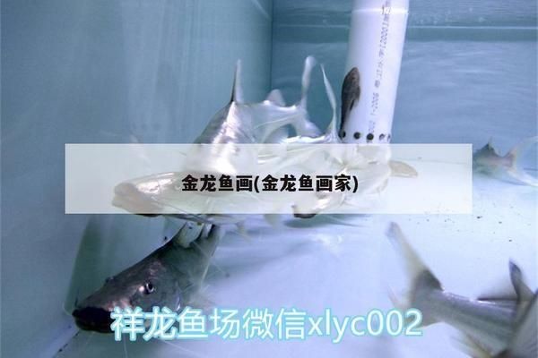 龍魚(yú)趴缸人一來(lái)就起來(lái)游動(dòng)vs祥龍魚(yú)場(chǎng)：龍魚(yú)的行為習(xí)性解析