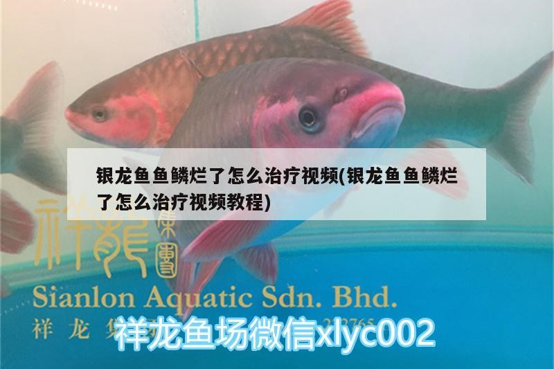銀龍魚魚鱗爛了怎么治療視頻(銀龍魚魚鱗爛了怎么治療視頻教程)
