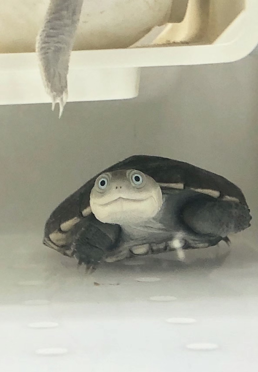 誰知道這是什么龜呀？