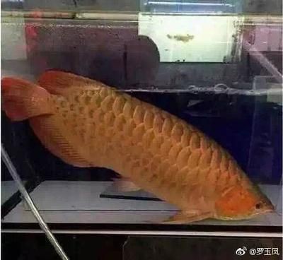 紅龍魚幾年能紅燒：紅龍魚的壽命通常在2-5年左右但具體的養殖時間