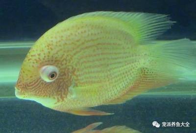 軍魚圖片，探索這一獨(dú)特魚類的美麗與生態(tài)價(jià)值