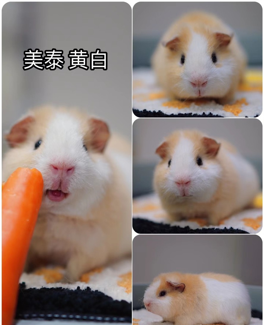 美泰 黃白喜歡的私