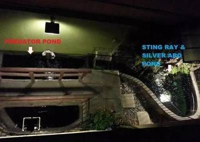魟魚池制作：如何制作一個適合魟魚生活的魚池