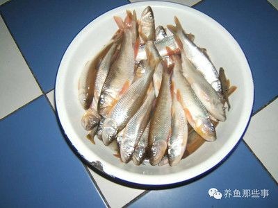 魟魚淡水魚嗎：魟魚是淡水魚嗎
