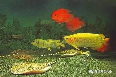魟魚淡水魚嗎：魟魚是淡水魚嗎