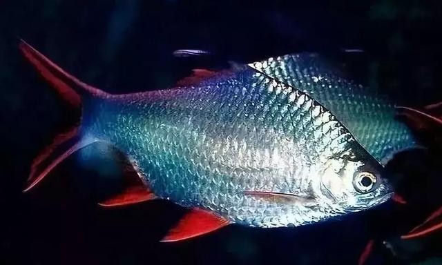 巨骨舌魚魚苗，養殖技術與市場前景分析