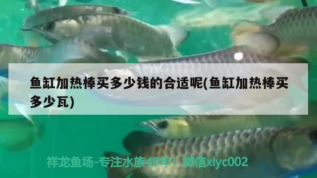 魚缸加熱棒買多少錢的合適呢(魚缸加熱棒買多少瓦)