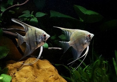舊魚缸送人的正確方法，環保與貼心的傳遞指南 舊魚缸送人的正確方法，環保與貼心的傳遞指南 龍魚百科 第2張
