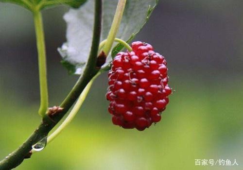 舊魚缸漏水二次補膠修復全攻略，詳細視頻教程解析