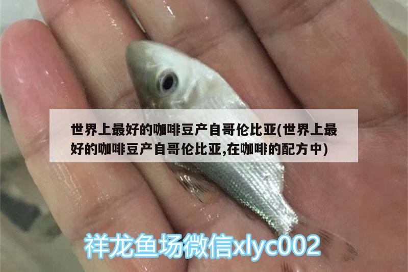 世界上最好的咖啡豆產自哥倫比亞(世界上最好的咖啡豆產自哥倫比亞,在咖啡的配方中)