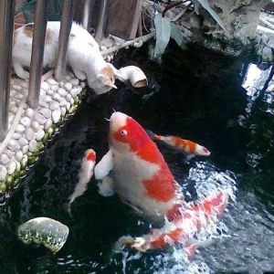 舊魚缸的消毒方法，徹底清潔與安全消毒指南