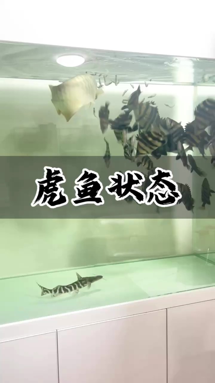 這期視頻….