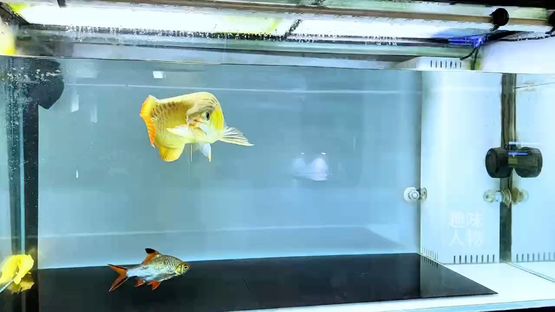 烹飪紅龍魚時，可以添加哪些調料？（紅龍魚家常做法調料清單）