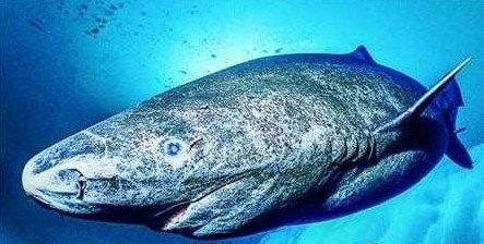 九魚圖正對入戶門好不好？風水解析與家居布局指南