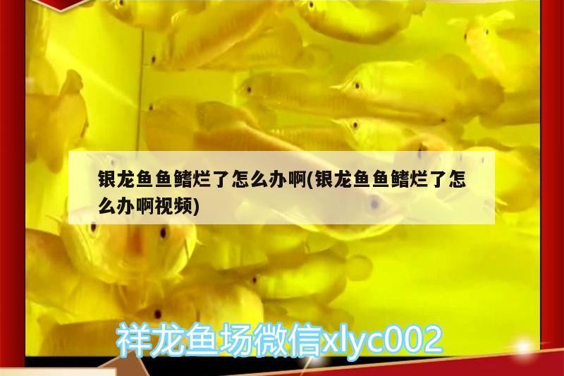銀龍魚魚鰭爛了怎么辦啊(銀龍魚魚鰭爛了怎么辦啊視頻)
