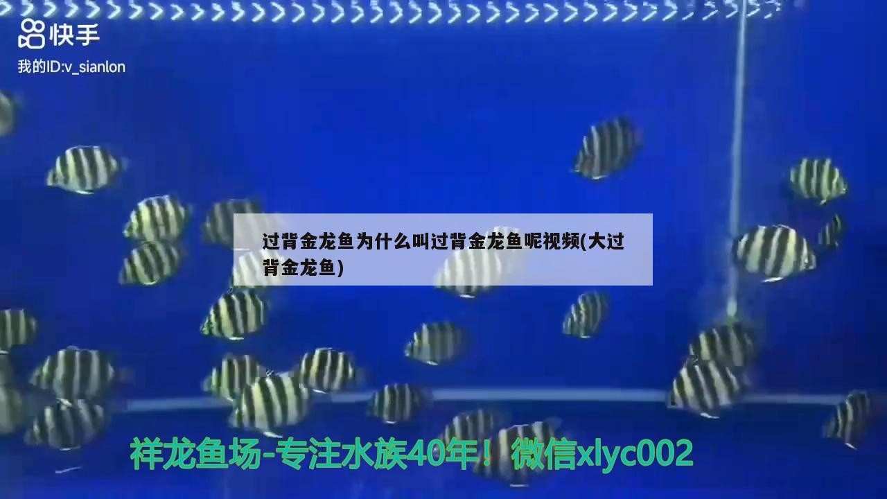 過背金龍魚為什么叫過背金龍魚呢視頻(大過背金龍魚)