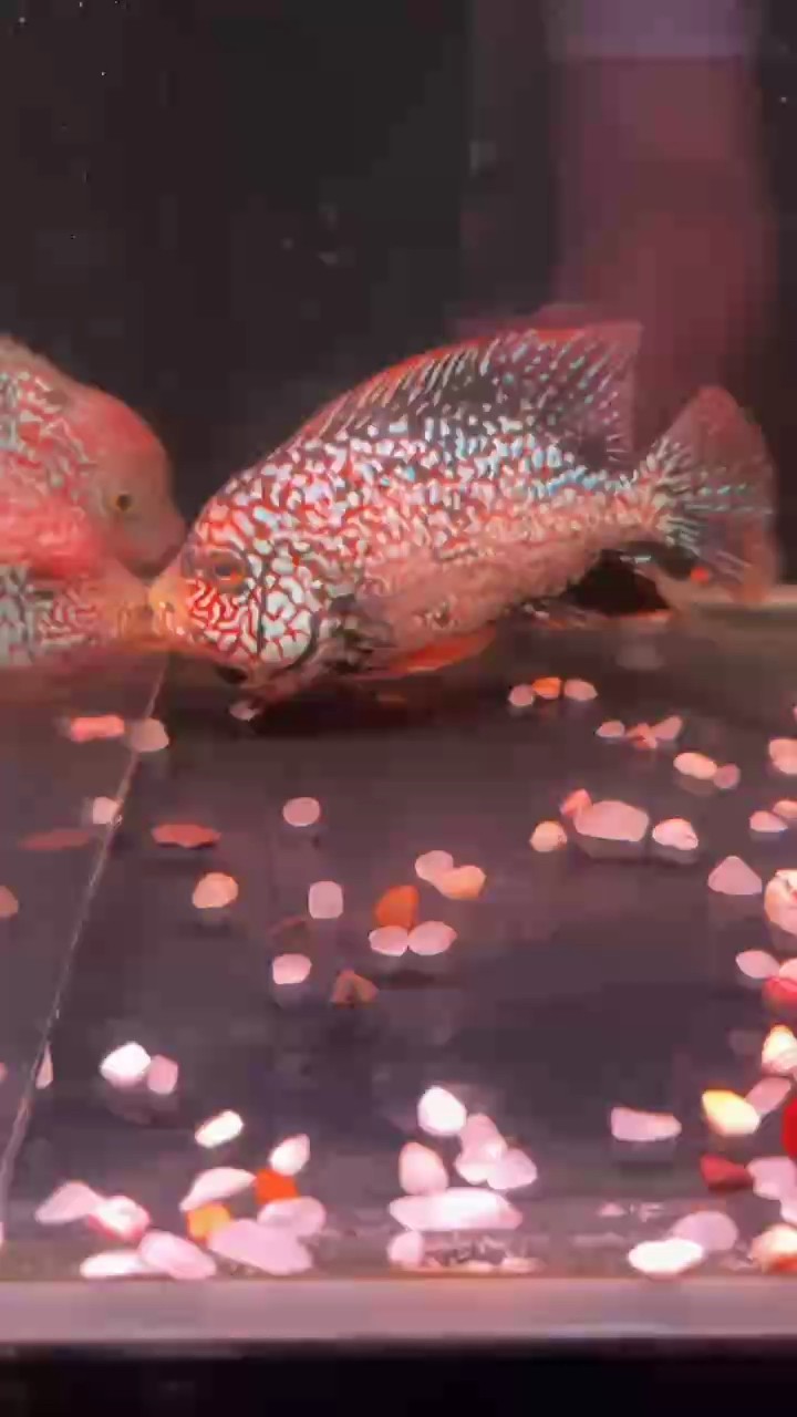 紅德薩羅漢魚老版德薩羅漢魚