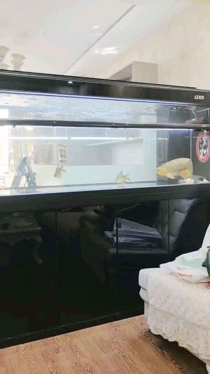 龍潭新兵自帶側燈 龍潭新兵自帶側燈 龍魚論壇 第1張