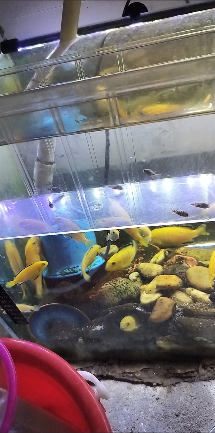 羅漢苗建檔