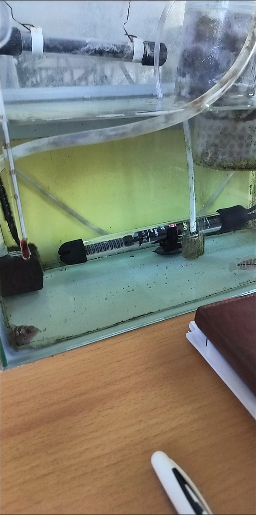 羅漢苗建檔