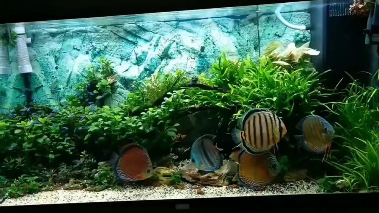 樂在其中