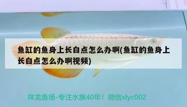 魚缸的魚身上長白點怎么辦啊(魚缸的魚身上長白點怎么辦啊視頻)