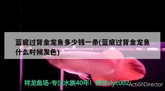藍底過背金龍魚多少錢一條(藍底過背金龍魚什么時候發色)