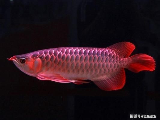 紅龍魚要怎么養才會紅眼睛