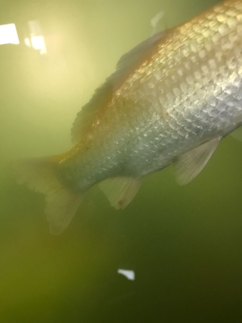 觀賞魚店鋪介紹模板圖（最美的觀賞魚店鋪設(shè)計(jì)）