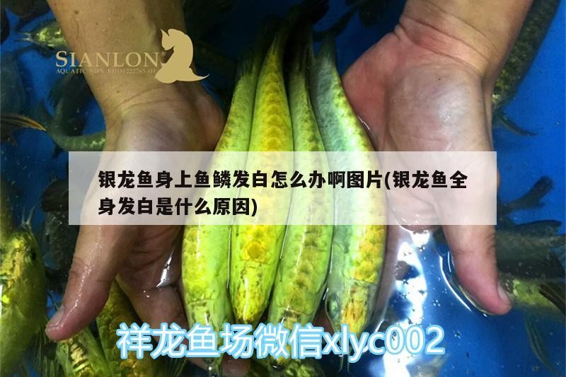 銀龍魚身上魚鱗發白怎么辦啊圖片(銀龍魚全身發白是什么原因)