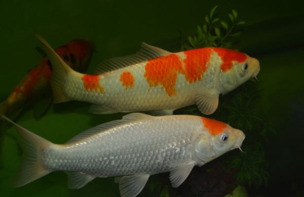 虎魚眼圈發(fā)白怎么治療：虎魚眼圈發(fā)白怎么治療虎魚眼圈發(fā)白的治療方法