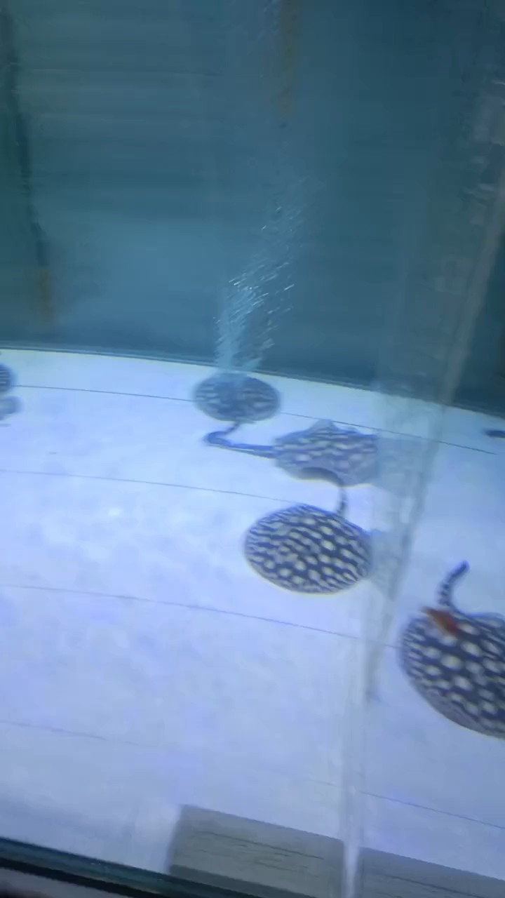 小魚入大缸 小魚入大缸 龍魚論壇