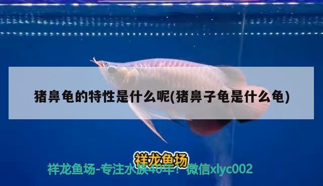 豬鼻龜的特性是什么呢(豬鼻子龜是什么龜)
