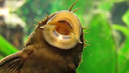 famous牌子的魚缸好嗎：famous品牌魚缸十大品牌魚缸品牌排名介紹