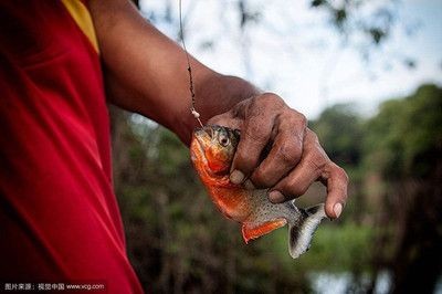 虎魚會吃人嗎：巨型水虎魚吃人的機會大幅降低，現代人類的生活方式已降低 虎魚會吃人嗎：巨型水虎魚吃人的機會大幅降低，現代人類的生活方式已降低 虎魚百科 第2張