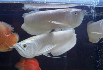 極品白金龍魚(yú)多少錢(qián)：如何辨別極品白金龍魚(yú)的價(jià)格，白金龍魚(yú)品鑒標(biāo)準(zhǔn)介紹