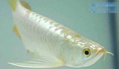 極品白金龍魚(yú)多少錢(qián)：如何辨別極品白金龍魚(yú)的價(jià)格，白金龍魚(yú)品鑒標(biāo)準(zhǔn)介紹
