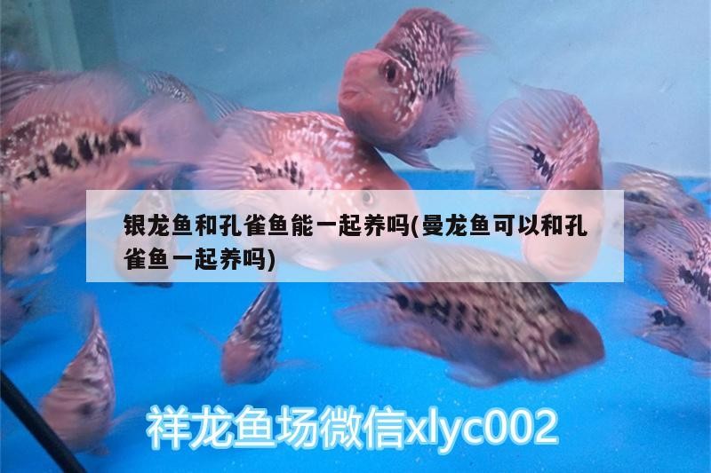 銀龍魚和孔雀魚能一起養(yǎng)嗎(曼龍魚可以和孔雀魚一起養(yǎng)嗎)
