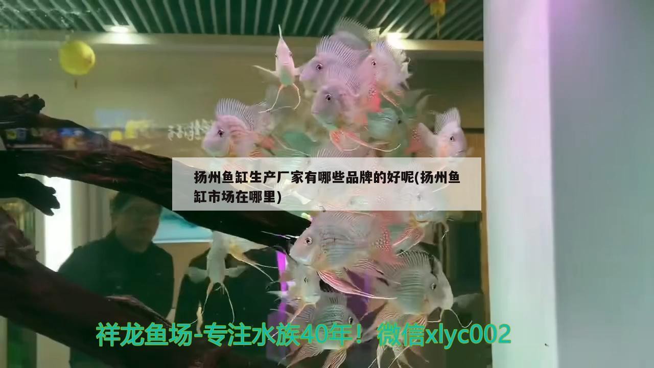 揚州魚缸生產廠家有哪些品牌的好呢(揚州魚缸市場在哪里)