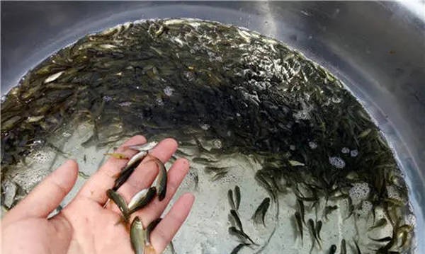 錦鯉在水里偶爾打滾正常嗎？揭秘魚類行為的健康信號
