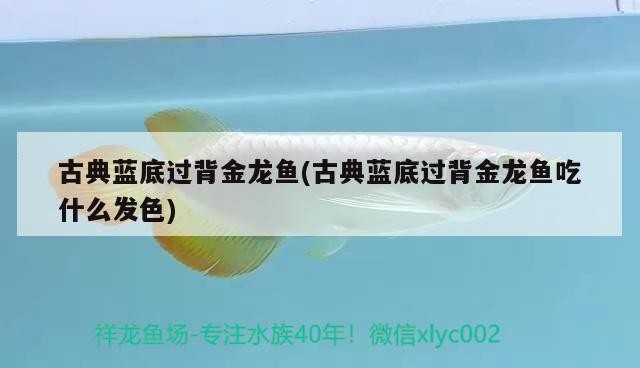 古典藍底過背金龍魚(古典藍底過背金龍魚吃什么發色)