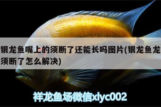龍魚嘴上須斷了能否再長？
