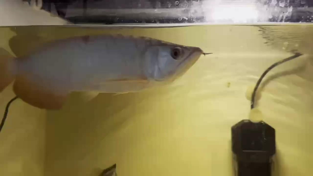 出游撞掉鱗片，245天調(diào)理期，龍魚水黃