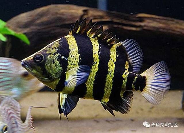 魚體型哪種好看？泰國虎魚品種特點及體型美觀性 魚體型哪種好看？泰國虎魚品種特點及體型美觀性 虎魚百科 第1張