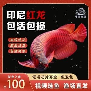 紅龍魚芯片，神秘科技，開啟紅龍魚養殖新