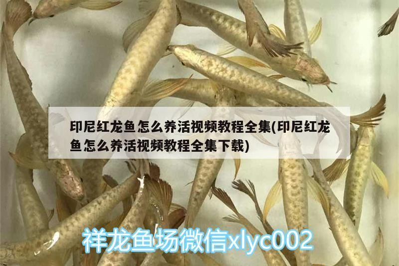 紅龍魚養(yǎng)活視頻教程全集，養(yǎng)殖技巧、環(huán)境搭建與