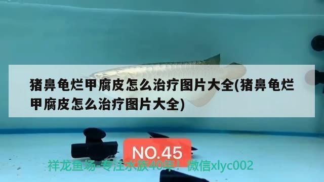 鼻龜背甲現白色腐爛，身體腐爛咋辦？