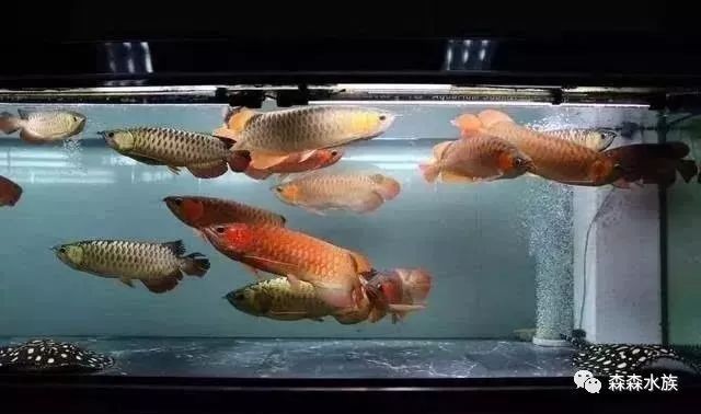 紅龍魚最佳混養魚缸造型揭秘，水族箱布局 紅龍魚最佳混養魚缸造型揭秘，水族箱布局 紅龍魚百科 第2張