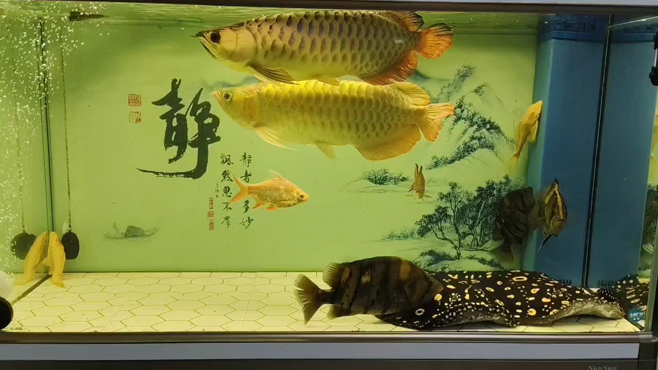 全缸三無，揭秘背后隱患與應對之策